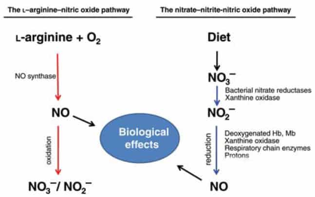 Nitrate supplementation - ramp up the less well-known NO synthesizing pathway to boost performance and health