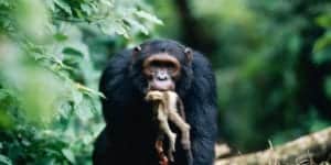 A chimp with a Red Colobus Monkey. Chimps are aggressive hunters