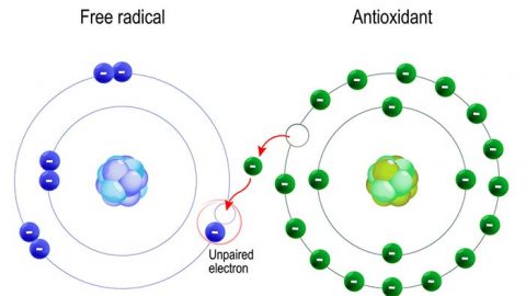 Picture of antioxidant donating electron