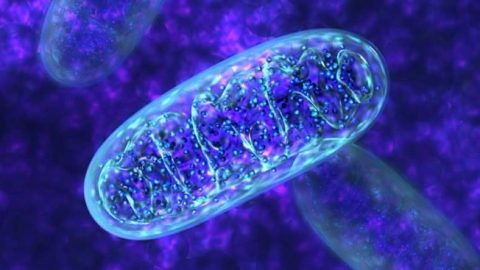 photo of mitochondria