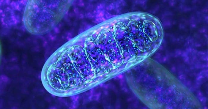 photo of mitochondria