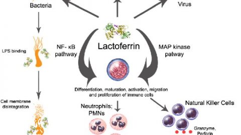 pathway chart for lactoferrin