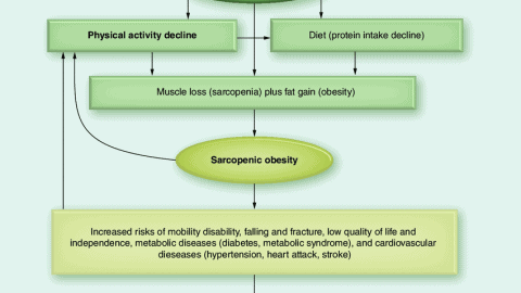 Info graphic of sarcopenic obesity