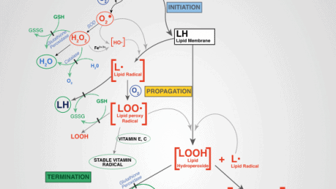 info graphic of oxidative stress pathways