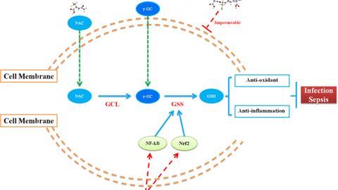 glutathione production pathways