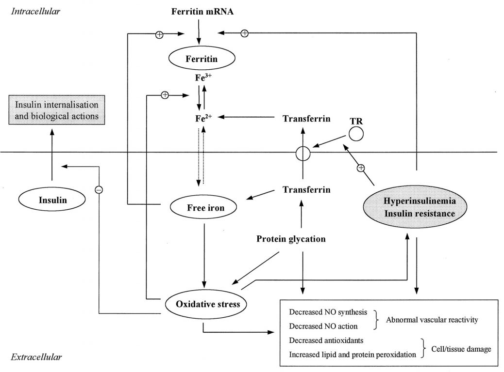 picture of the iron metabolism and diabetes