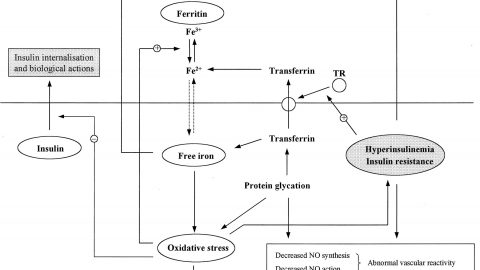 picture of the iron metabolism and diabetes