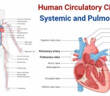 Cocoa Counters The Evils Of Sitting!?