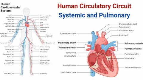 graphic of human vascular system