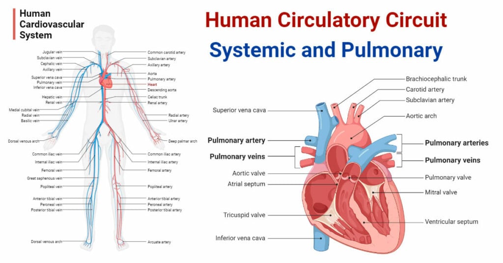 graphic of human vascular system